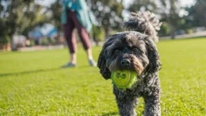 5 Misconceptions About Leaving Dog Poop in Your Yard